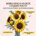Інфографіка стадій росту квітів інтер'єрного конструктора Букет соняшників: молодий бутон, піврозпущені та великі розквітлі квіти