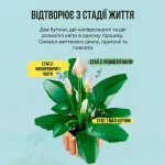 Інфографіка трьох стадій життя рослини інтер'єрного конструктора Спатифілум: малі бутони, напіврозкриті квіти та розквітлі квіти
